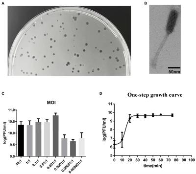 Enterococcus faecalis Bacteriophage vB_EfaS_efap05-1 Targets the Surface Polysaccharide and ComEA Protein as the Receptors